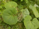 devětsil lékařský - Petasites hybridus