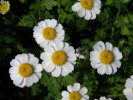 řimbaba obecná - Pyrethrum parthenium