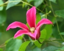 plamének Princess Diana - Clematis Princess Diana