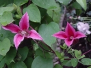 plamének Princess Diana - Clematis Princess Diana
