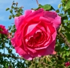 růže Parade - Rosa Parade