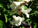 dymnivka dutá - Corydalis cava
