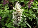 dymnivka dutá - Corydalis cava