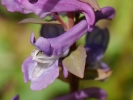dymnivka dutá - Corydalis cava