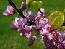 zmarlika čínská - Cercis chinensis
