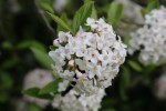 kalina Burkwoodova - Viburnum × burkwoodii