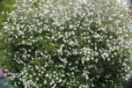 kalina Burkwoodova - Viburnum × burkwoodii