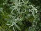 hlošina úzkolistá - Elaeagnus angustifolia