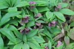 čemeřice východní Red Lady - Helleborus orientalis Red Lady