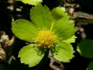 hvězdnatec zubatý - Hacquetia epipactis