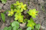 hvězdnatec zubatý - Hacquetia epipactis