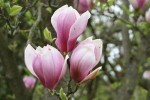 šácholan Soulangeův Speciosa - Magnolia × soulangeana Speciosa
