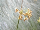 skřípinec jezerní - Schoenoplectus lacustris