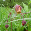 kuklík potoční - Geum rivale