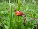 kuklík potoční - Geum rivale