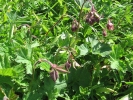 kuklík potoční - Geum rivale