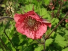 kuklík potoční - Geum rivale