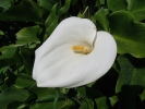 kornoutovka africká - Zantedeschia aethiopica