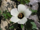 ibišek trojdílný - Hibiscus trionum