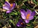 šafrán karpatský - Crocus heuffelianus