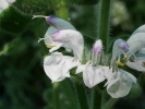 šalvěj stříbřitá - Salvia argentea