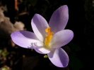 šafrán jarní - Crocus vernus