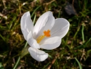 šafrán jarní - Crocus vernus