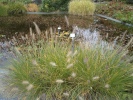 duchan japonský - Pennisetum alopecuroides