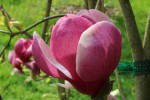 šácholan Cecil Nice - Magnolia Cecil Nice