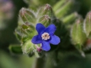 pilát kapský - Anchusa capensis