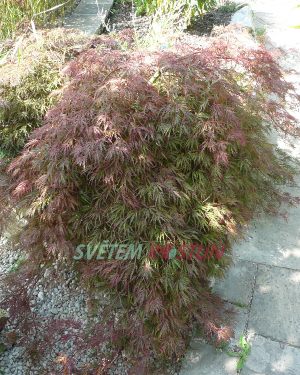 javor dlanitolistý Dissectum Atropurpureum - Acer palmatum Dissectum Atropurpureum