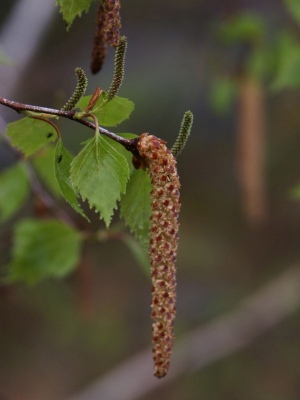 bříza bělokorá - Betula pendula