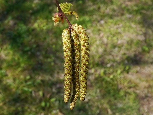 bza blokor - Betula pendula