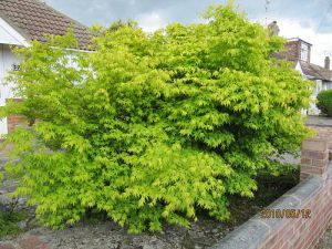javor japonský Aureum - Acer japonicum Aureum