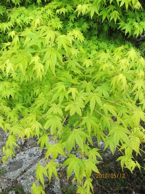 javor japonský Aureum - Acer japonicum Aureum