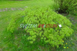 javor dlanitolistý Dissectum - Acer palmatum Dissectum