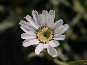 Achillea ageratifolia