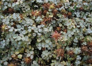 plazilka Buchananova - Acaena buchananii