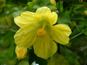 mračňák zvrhlý - Abutilon × hybridum