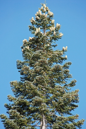 jedle nádherná - Abies magnifica