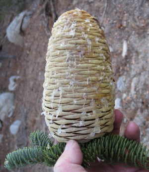 jedle nádherná - Abies magnifica
