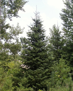 jedle balzámová - Abies balsamea