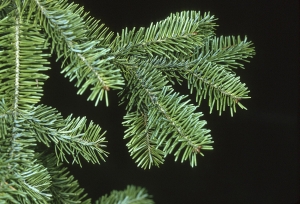 jedle balzámová - Abies balsamea