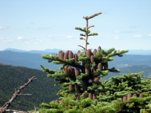 jedle balzámová - Abies balsamea