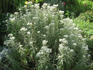 plesnivka perlová - Anaphalis margaritacea