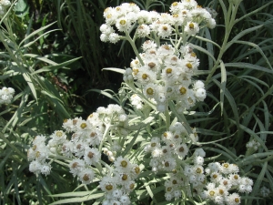 plesnivka perlová - Anaphalis margaritacea