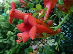 křivouš kořenující - Campsis radicans