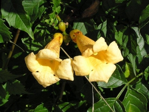 křivouš kořenující - Campsis radicans