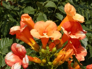 křivouš kořenující - Campsis radicans
