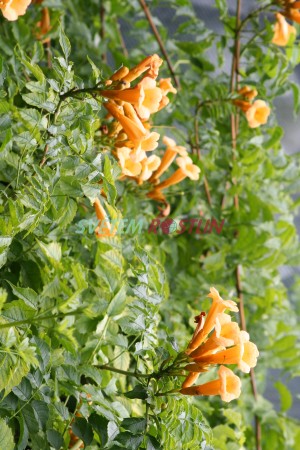 křivouš kořenující Flava - Campsis radicans Flava